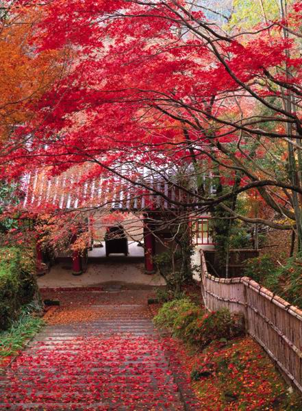 日本 北海道/日本本州岛赏枫名山/箕面山，以满山种植的枫树，每当秋天来临之...