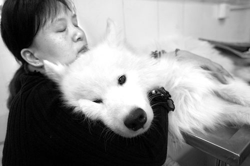 入秋宠物传染病剧增 医生提示:注射疫苗最重要