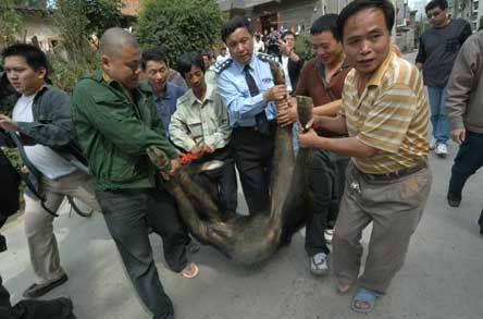 女专家施展吹镖绝技 麻翻发情野羚羊(组图)