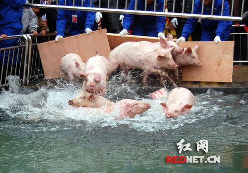 中国四大名猪齐聚宁乡角逐金猪运动会(图)