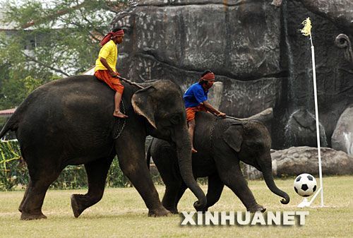 泰国大象表演踢足球