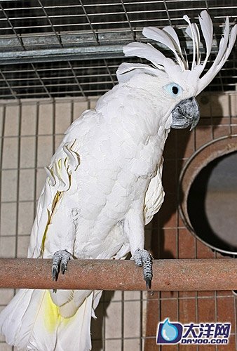 广州成功繁殖12种濒危鹦鹉