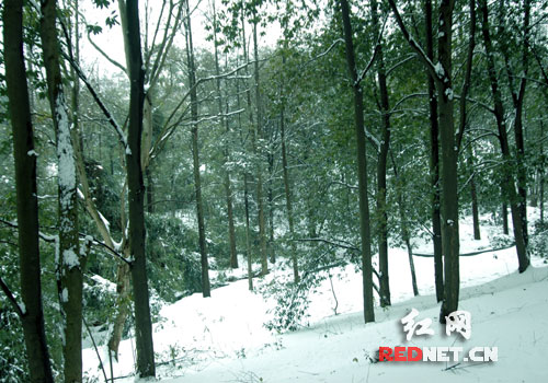 林间,绿绿葱葱;地上,白雪皑皑。这是南方人难得一见的林海雪原呵!