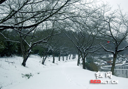 樱花树。大雪已去,寒冬即逝,樱花盛开之日还会远吗?