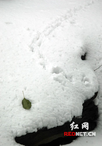 瞧!雪地里除开败叶,还有动物的足迹,小动物们也喜欢雪咧!
