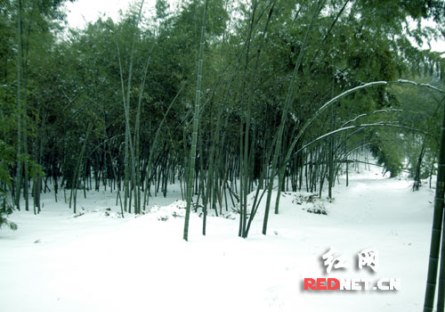 竹林深处,白雪铺地,人迹罕至,这里是动物们的天堂。