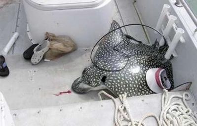 美一女子游艇上晒日光浴遭鳐鱼袭击致死(组