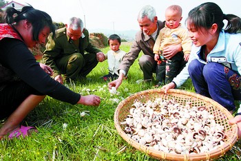 19日下午,枫木桥乡牛角村白洋湾组的几名村民在农田里捡拾蘑菇,不到一支烟工夫竟捡了一大簸箕。贺文兵/摄