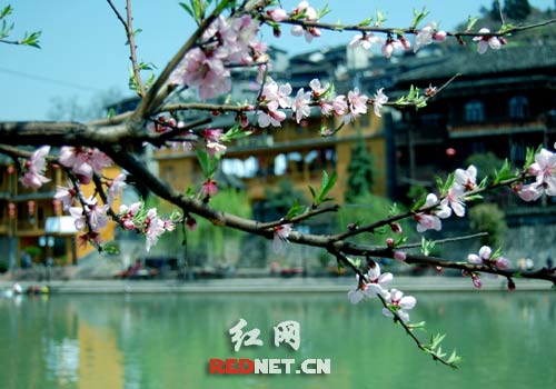 沱江旁盛开的桃花
