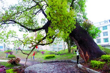 太阳山小区内的这棵古樟树,虽然倾斜、空心了,但枝叶仍茂盛。谢春年摄