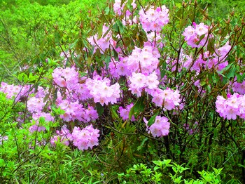 盛开的杜鹃花在百里杜鹃花林带随处可见。萧学菊摄
