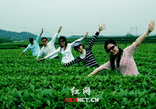长沙百果园绿油油的茶园,游客的最爱。/资料照片