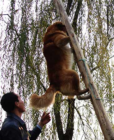 组图:藏獒表演走钢丝特技