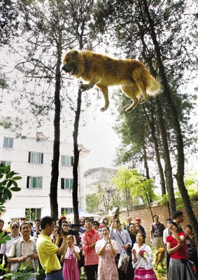 两岁藏獒4米高空走钢丝 数千市民参观(图)