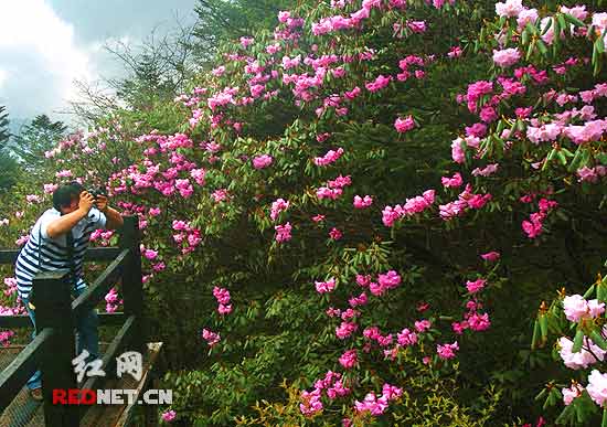 游客在神龙架的山中被姹紫嫣红的杜鹃花所吸引。