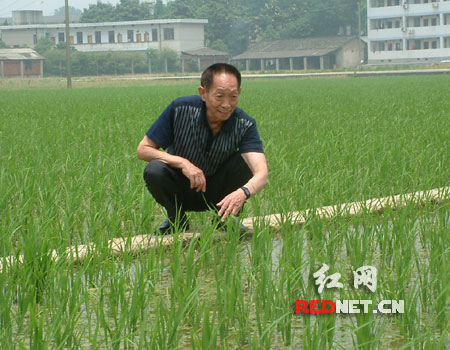 在绿绿葱葱在田间,孕育了袁隆平的又一个“超级梦”(资料图片