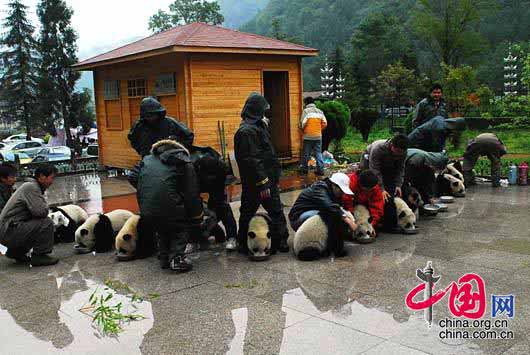 熊猫搬家后超可爱表情(震后的熊猫宝宝)_小飞