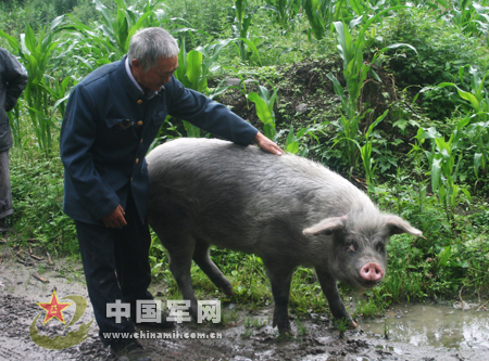 “朱坚强”被成都建川博物馆收养(组图)