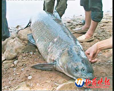 山西钓鱼者一根鱼竿钓起85斤大青鱼(图)