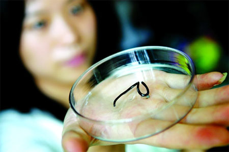 世界上最小的蛇像蚯蚓