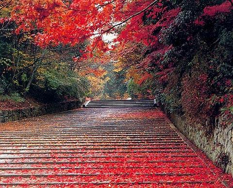 栖霞山红叶满阶