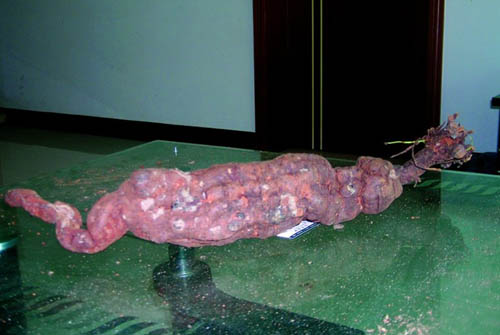 老人挖到2公斤的何首乌 医药人员鉴定是真货(