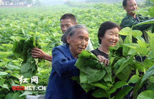 邵阳县科学养蚕致富100余户农民(图)
