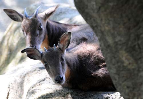 台湾赠大陆长鬃山羊梅花鹿将取名