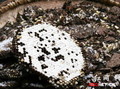 湘鄂边贸新鲜事:街头熏野蜂 顾客买新鲜(组图)