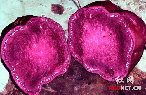 邵阳农民抗癌紫红薯获高产(组图)