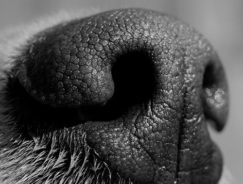 鼻子上的粘液能帮助狗辨别气味(图)