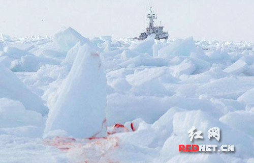 [视频]加拿大狩猎海豹录像被公布 血腥捕杀再遭