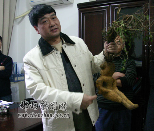 人像何首乌是真是假?引发专家争论(图)