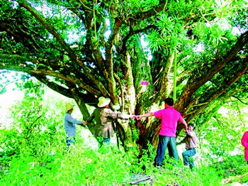 800岁罗汉松傲立小山村(图)