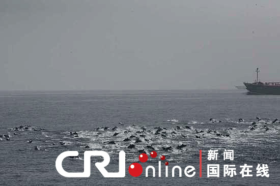 可疑海盗船欲袭中国商船 上千海豚飞跃护驾(