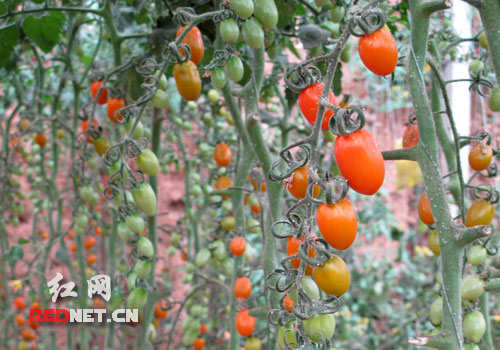 海东举行区情介绍会 <em>美女</em>部长<em>现场</em>唱花儿_中