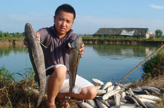 浙江温岭雷电震死鱼塘万条乌鱼(图)
