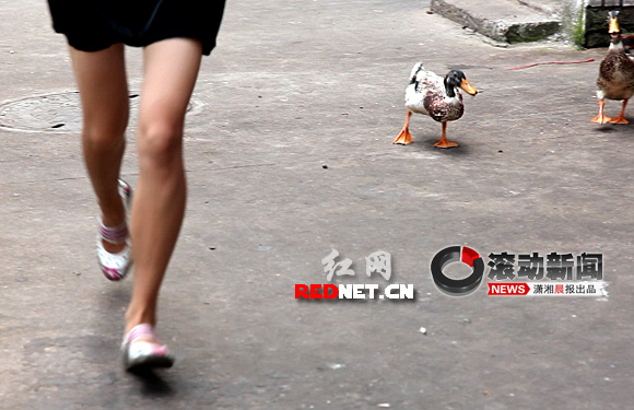 这两只鸭子咬人!专咬穿<em>短裤</em>、短裙和凉鞋者(视