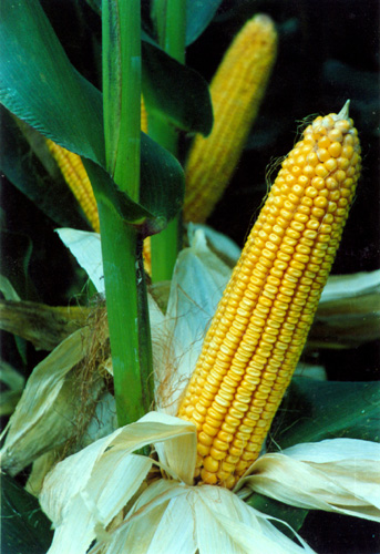 杂交玉米新品种"新中玉801"特征特性与高产栽培技术