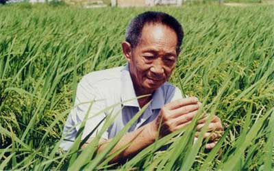 湖南第一个杂交玉米新品种:湘玉一号+_中国