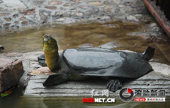 远嫁苏州一年多仍未生崽 斑鳖<em>姑娘</em>推迟回长