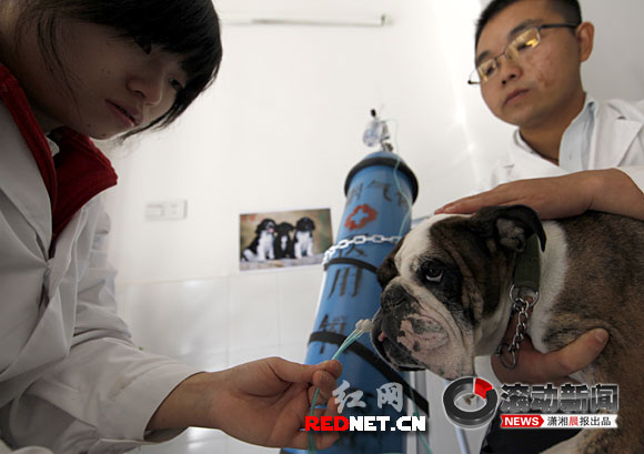 蛮新鲜!长沙现宠物氧吧 狗狗很喜欢(图)