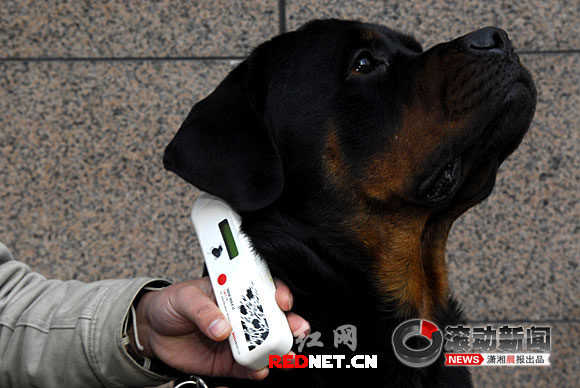 体内注入电子芯片,宠物狗有了电子身份证