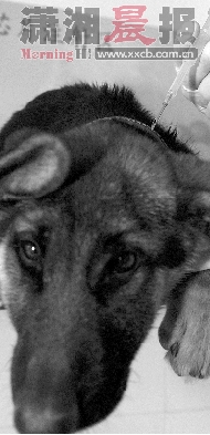 注入电子芯片 长沙宠物狗有了电子身份证