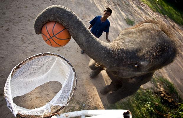 泰国驯兽师两只大象进行篮球训练(组图)_国内