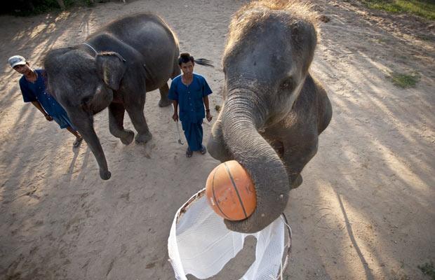 泰国驯兽师两只大象进行篮球训练(组图)_国内