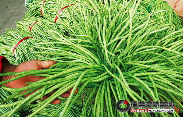 海南毒豆角暴露食品检测漏洞 长沙未现毒(图