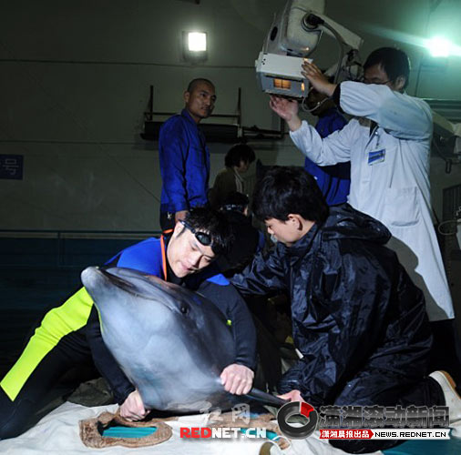 两日本野生海豚入住长沙 X光机搬到海底世界去