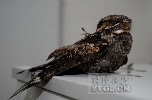 湘潭一市民捉住鬼鸟