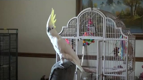 [视频]鹦鹉听迈克尔杰克逊的歌跳陶醉劲舞